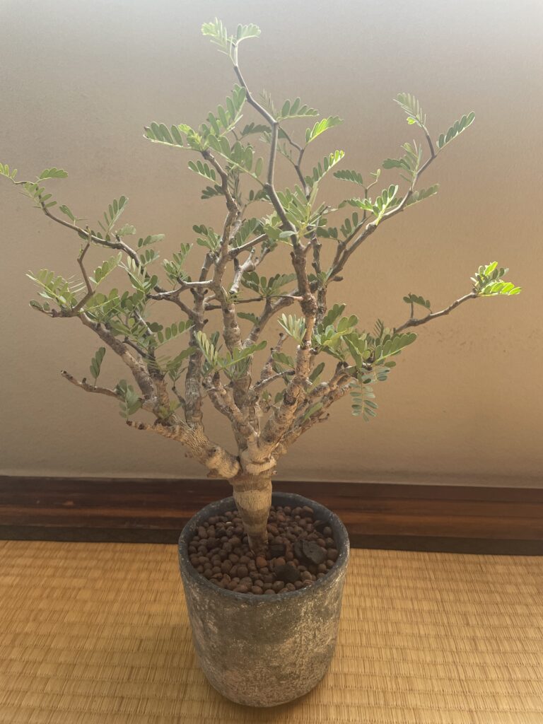 センナ・メリディオナリス現地株 - 植物/観葉植物