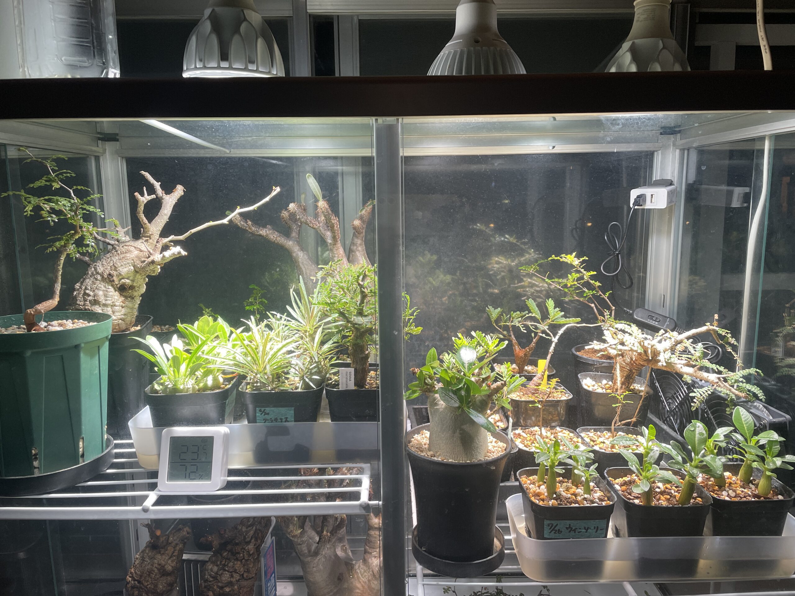 引取りのみ】ガラス温室 昭和アルミニウム 植物 爬虫類 ペット - その他
